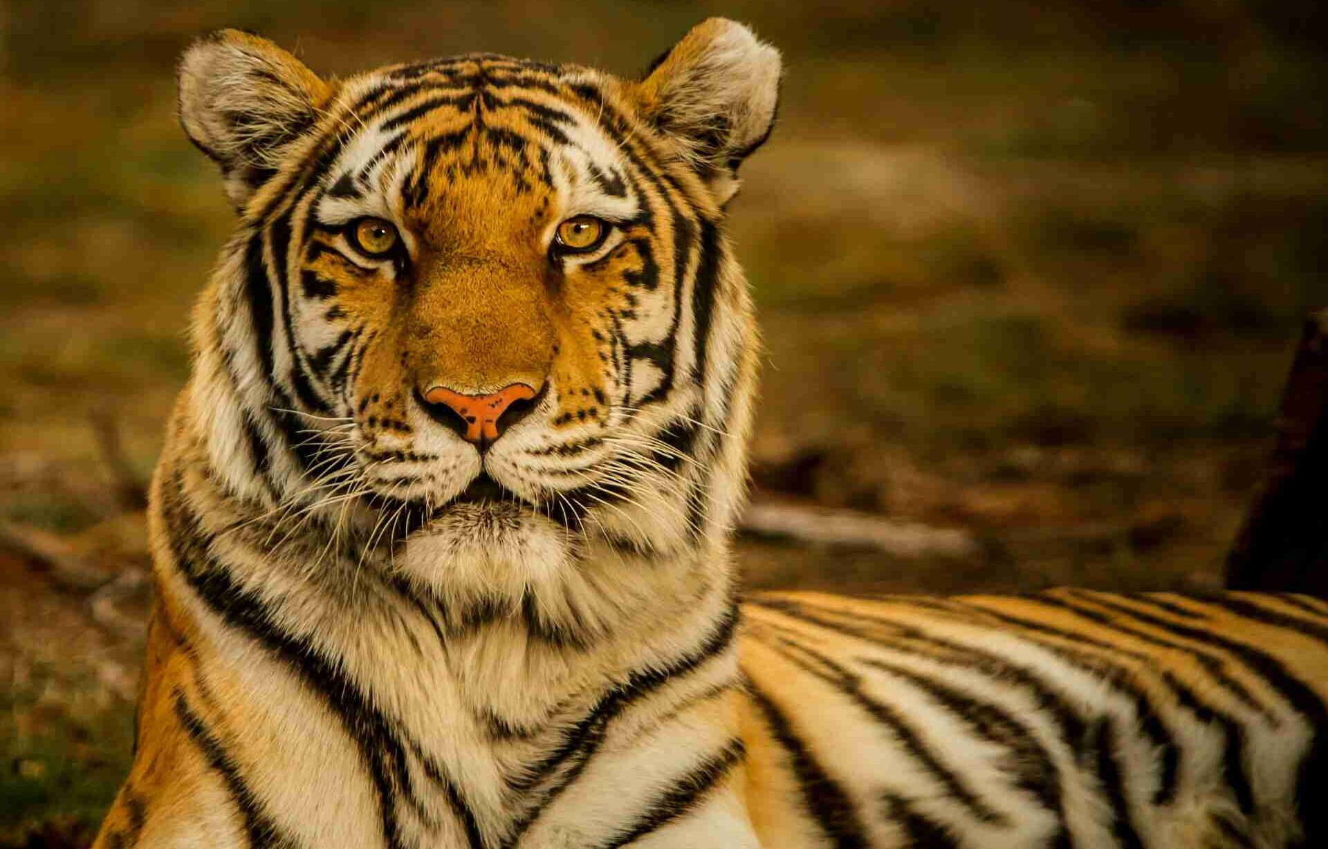 explore-tiger-sanctuaries-with-us